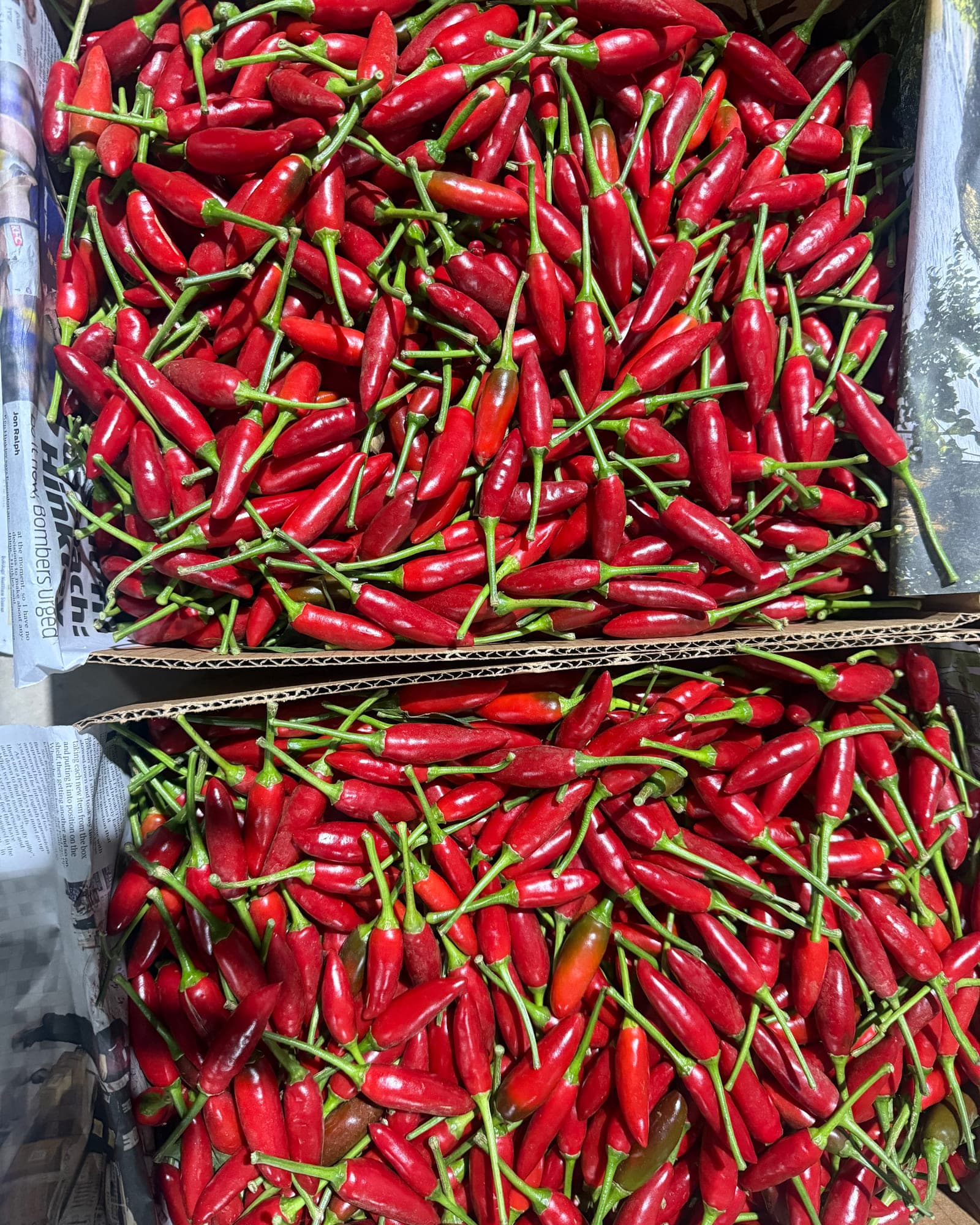 Two open cartons of short red bullet chillies with the stems still on, packed for despatch