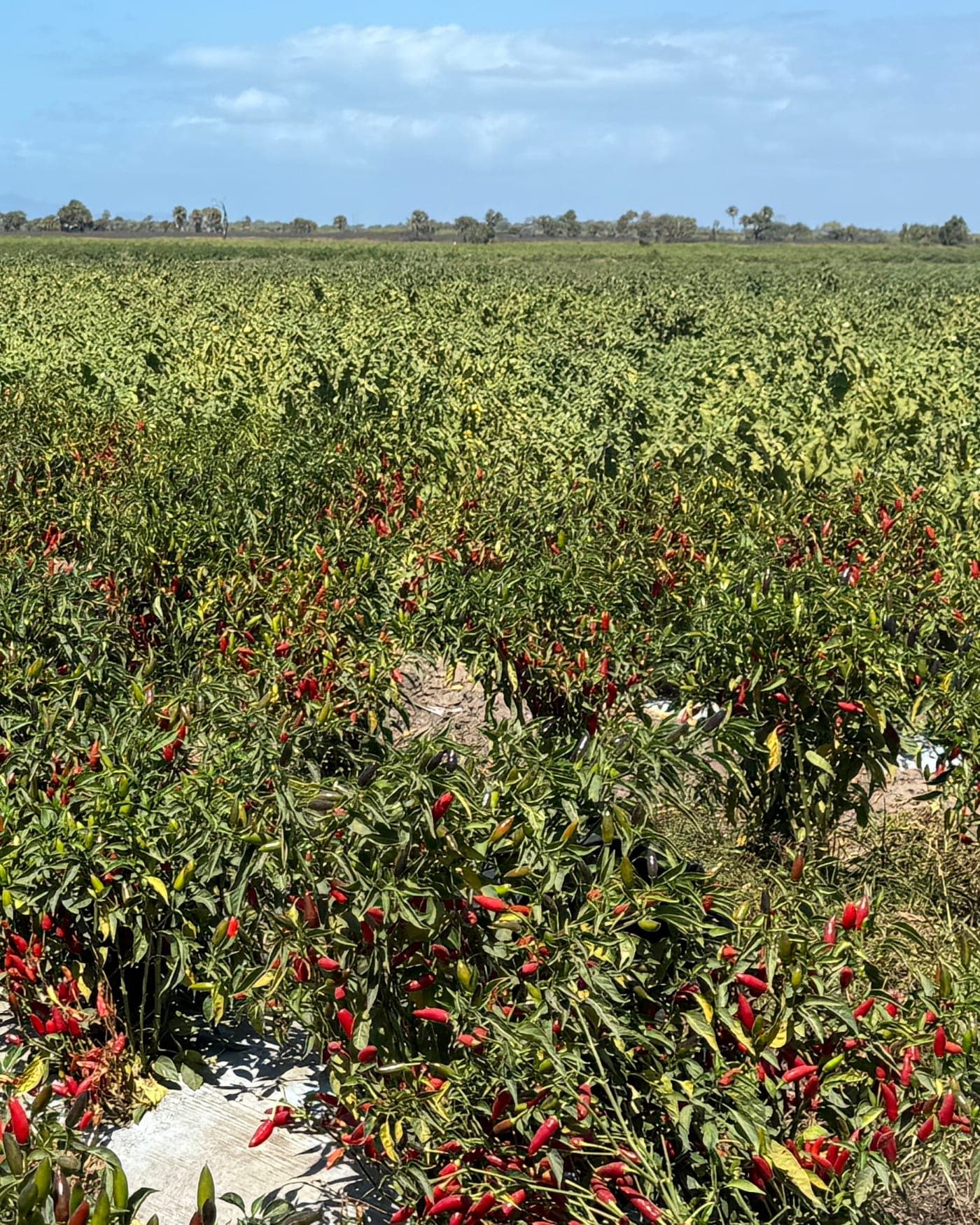 Chilli bushes carrying ripe red fruit, in rows running back to the horizon