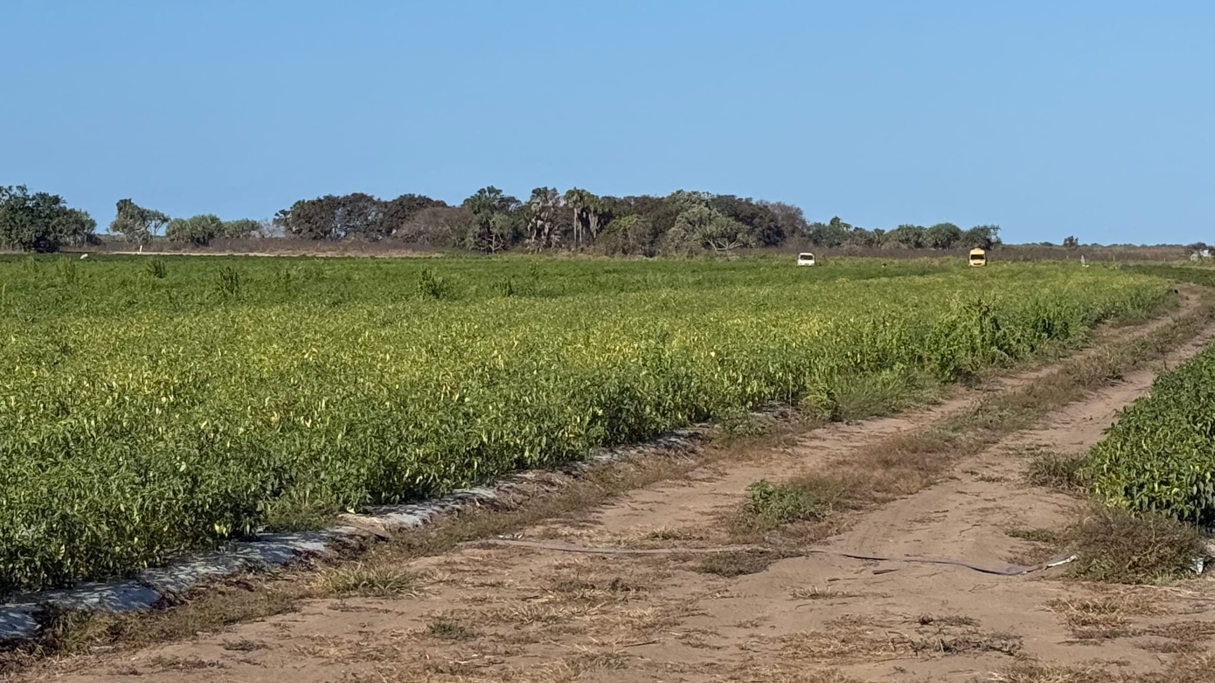The headland at the edge of the chilli blocks, with pickers' vehicles parked along the tree line