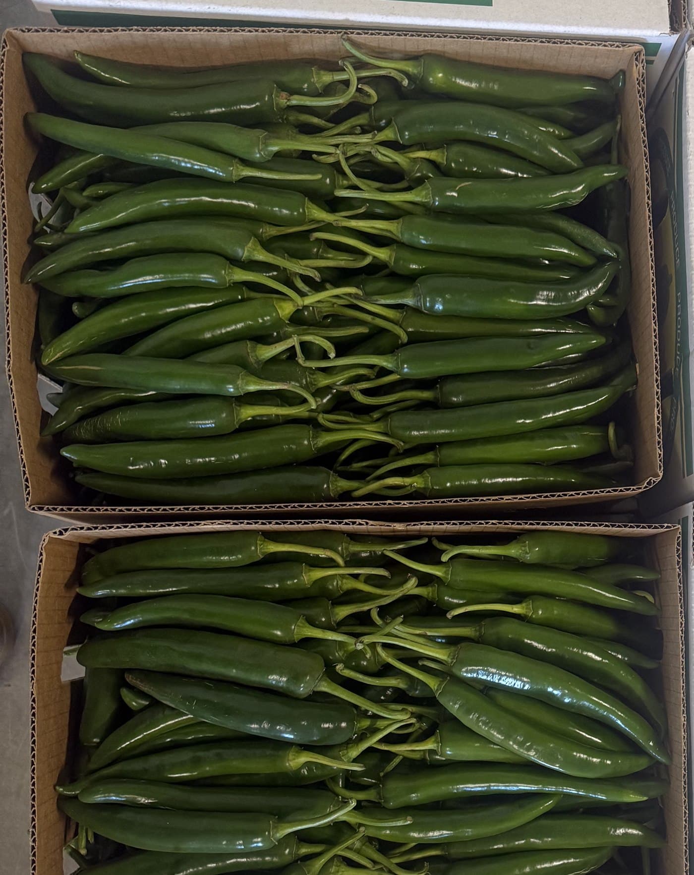 Two open cartons of thick long green chillies packed in even rows, ready for despatch