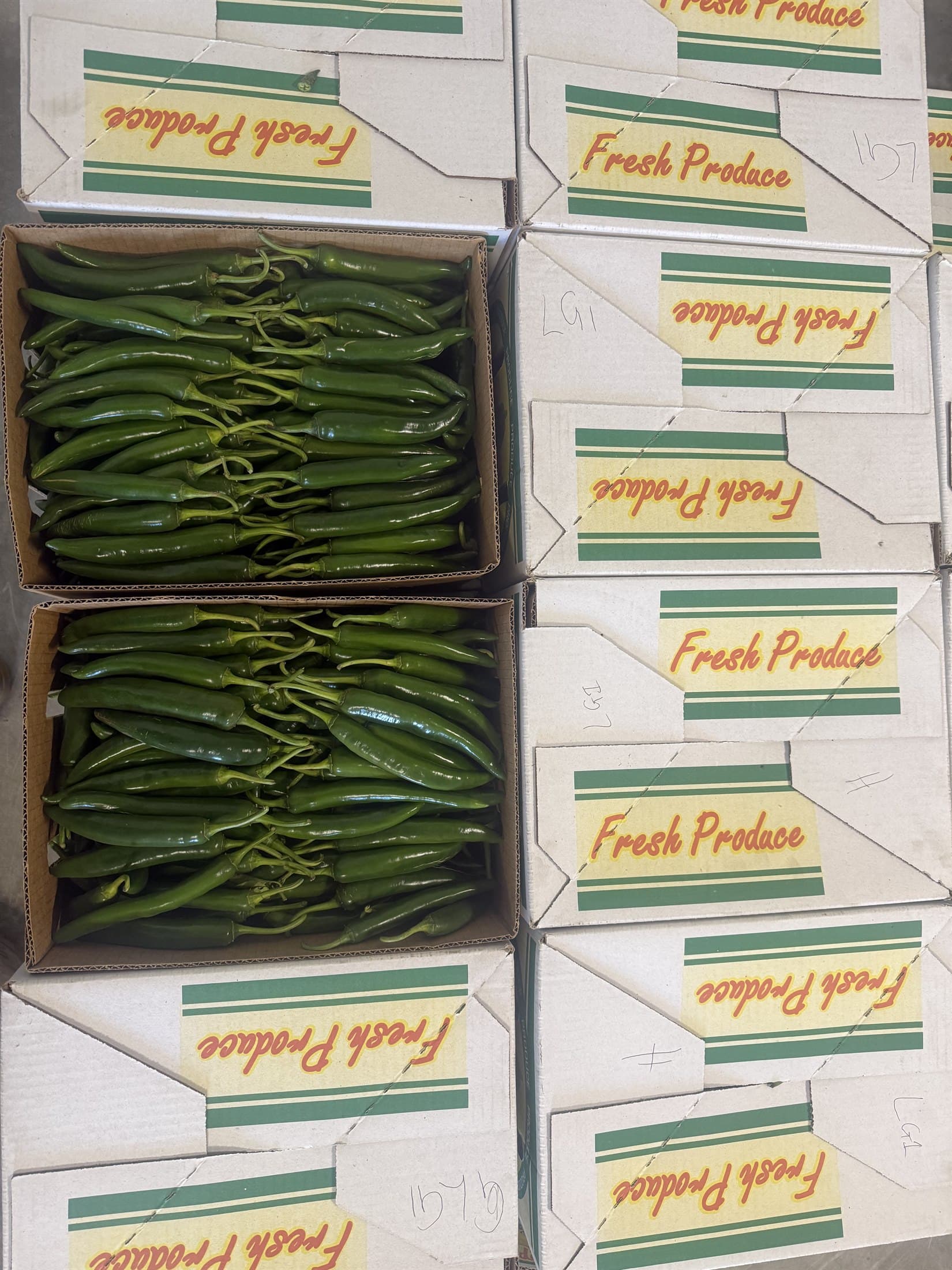 Open cartons of long green chillies packed in even rows