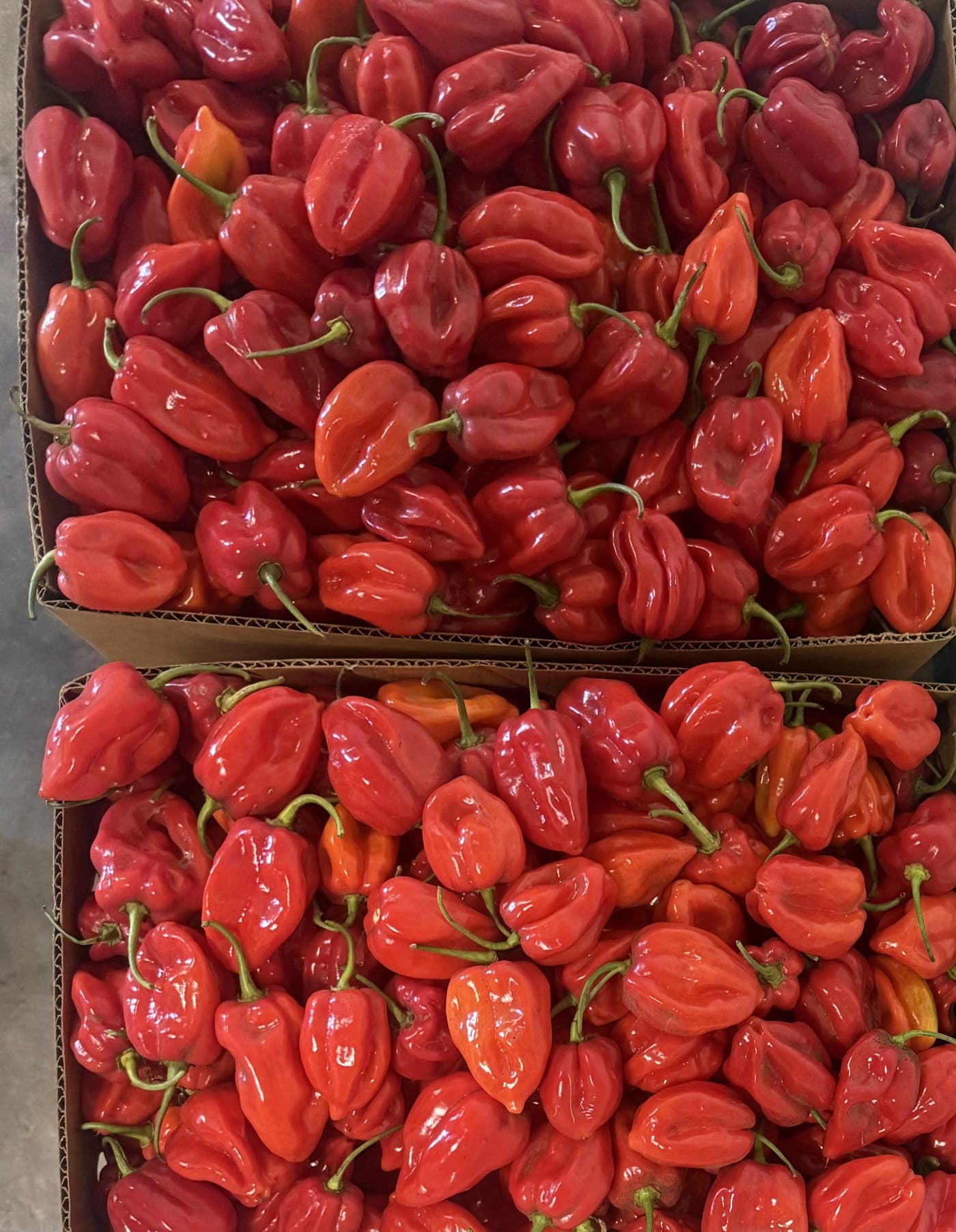 Two cartons of bright red habanero chillies packed for despatch
