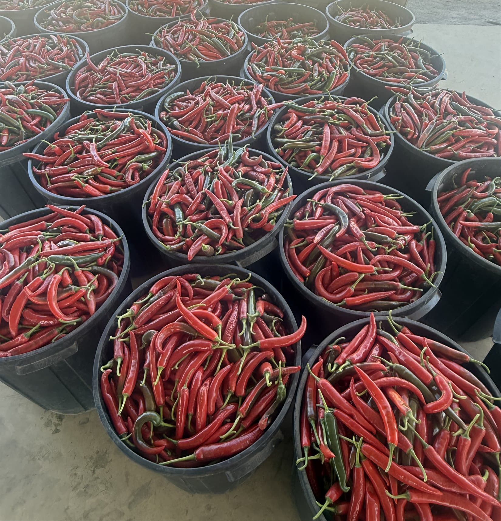 Rows of black field bins filled with bright red chillies under the packing shed