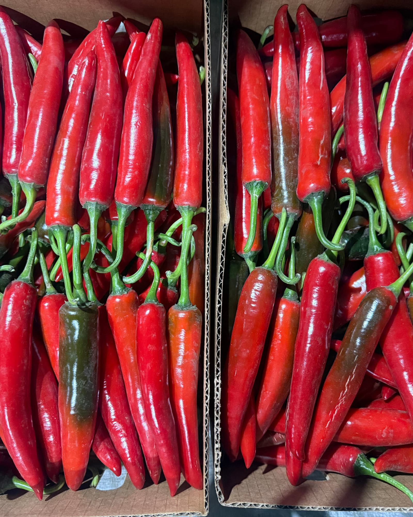 Two open cartons of long red chillies packed in rows, ready for despatch